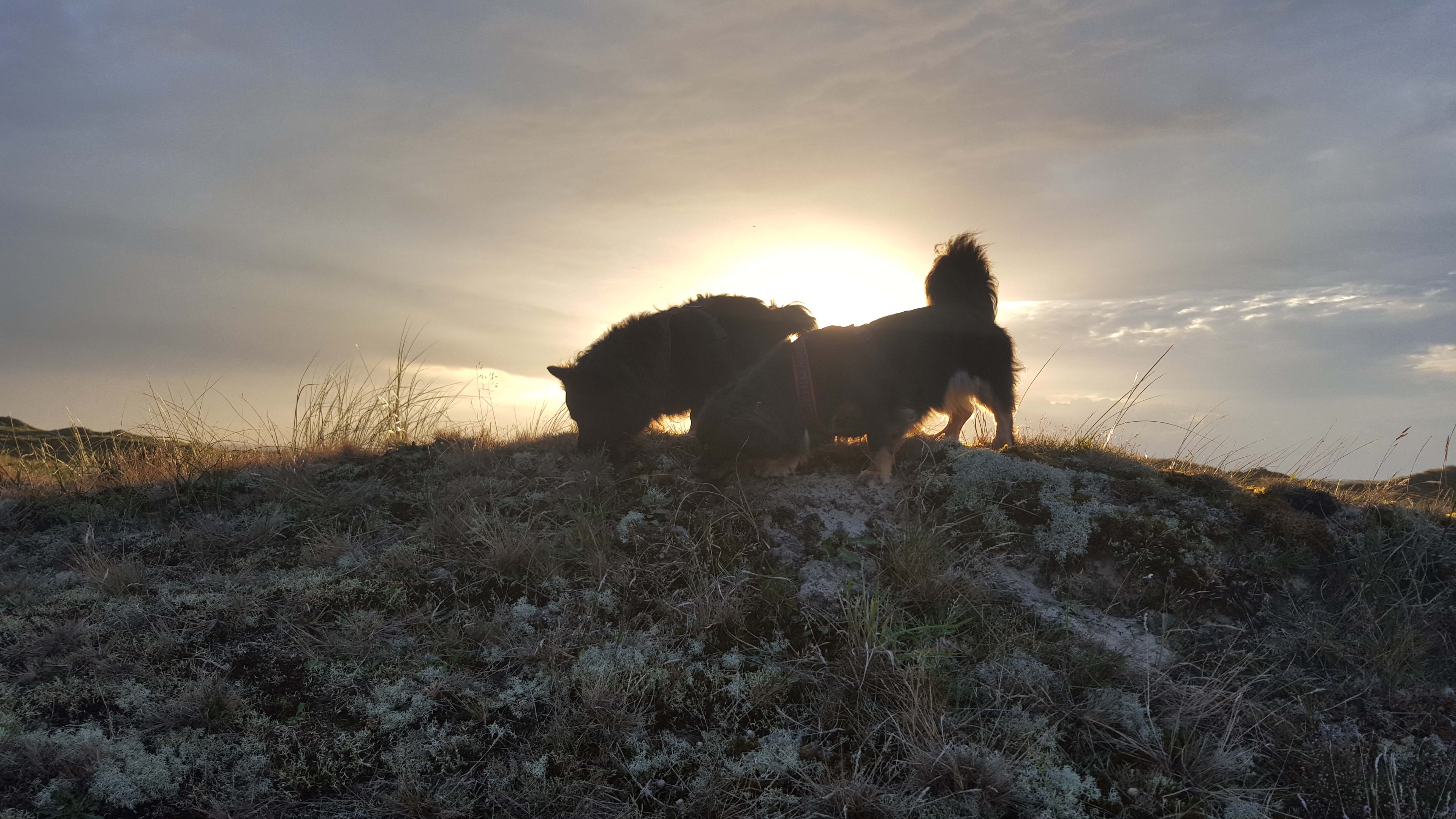 Abby und Flip schnüffeln Leckerlis