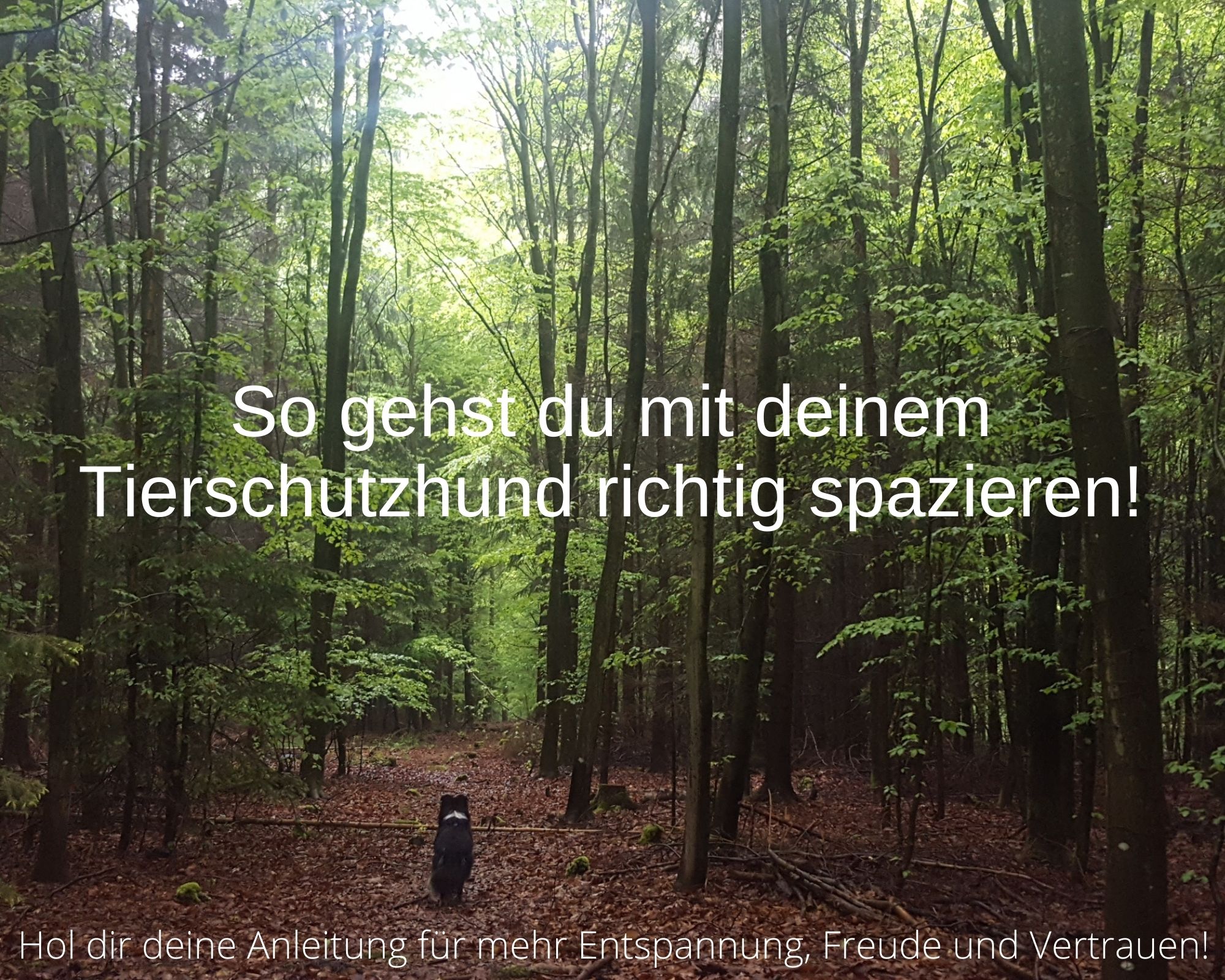 StellaAnleitung