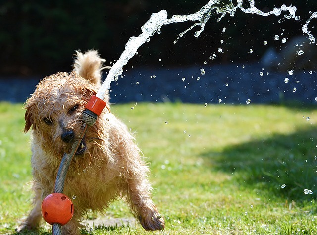dog 1310545 640