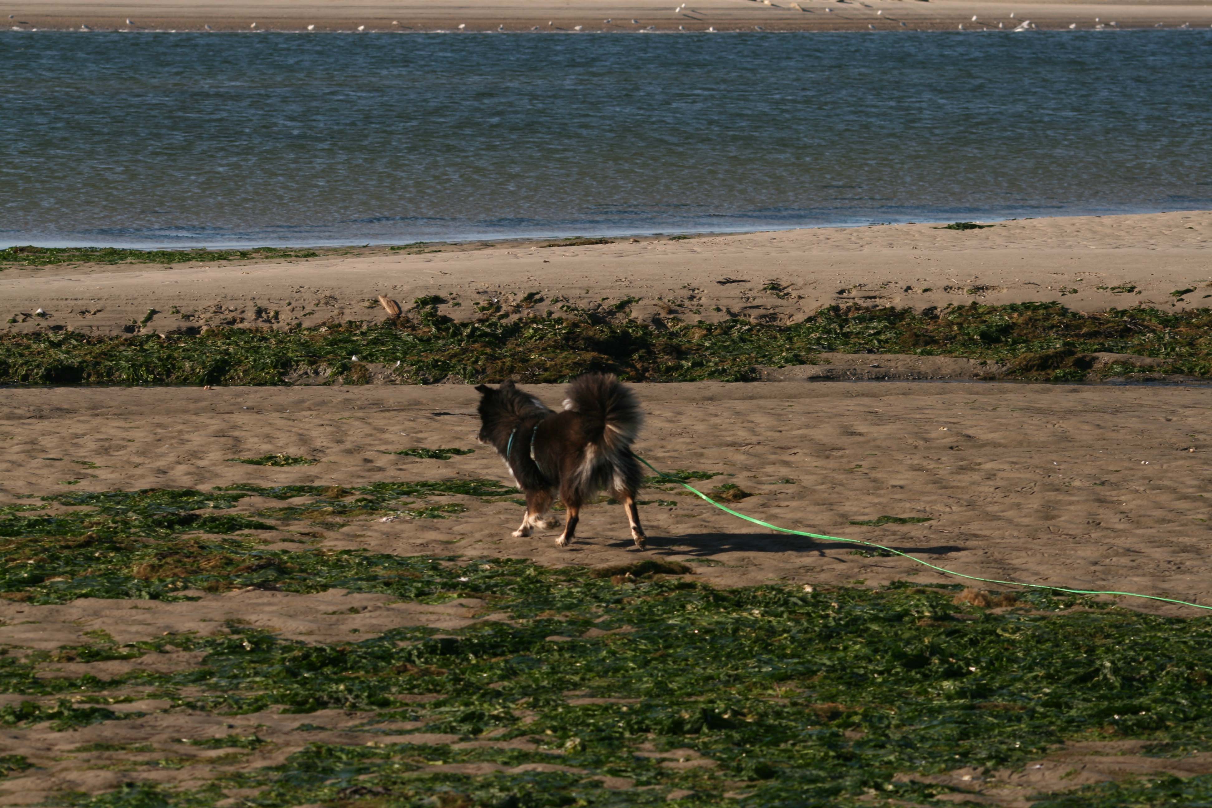 lockere Leine am Strand